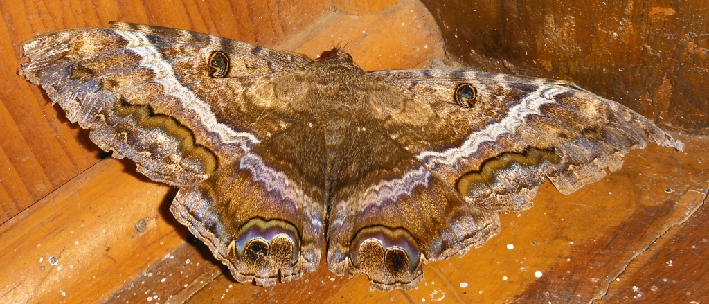 Ascalapha odorata, female. Observed Nov. 16, 2013.
