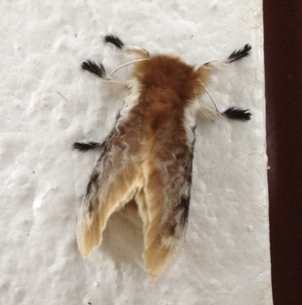 Flannel moth. Observed July 19, 2013.