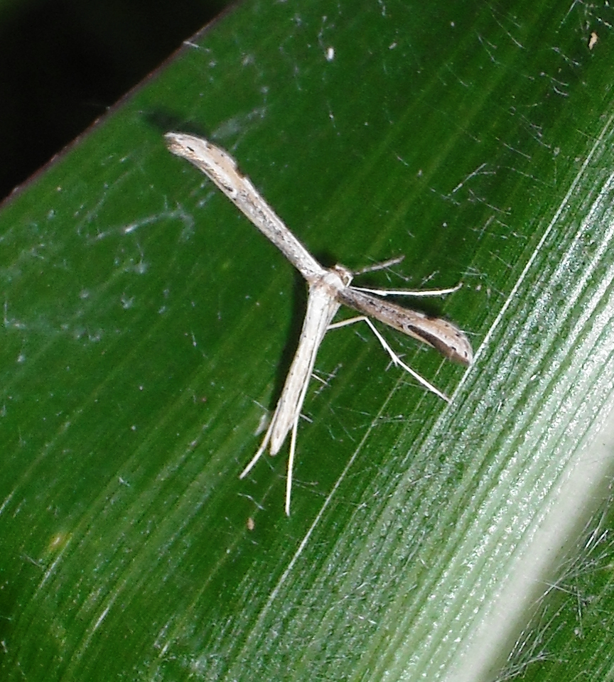 Plume moth, unknown species. Observed Sept. 9, 2013.