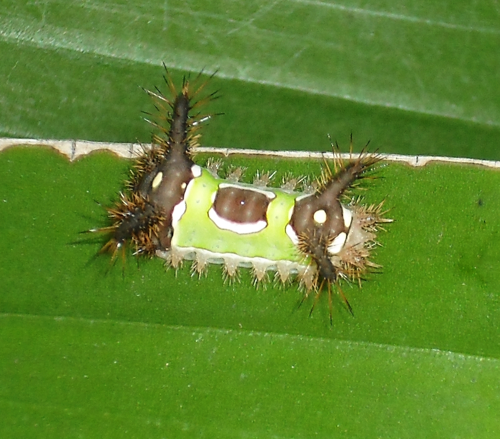Saddleback caterpillar. Observed Sept. 31, 2013.